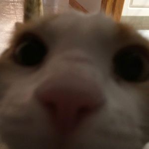 Meet your Posher, Eva